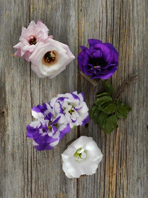 ASSORTED  LISIANTHUS